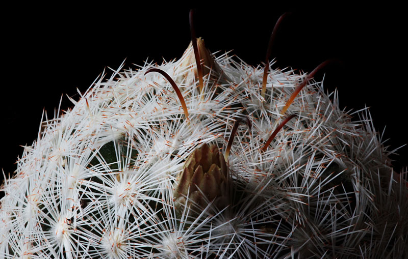 Mammillaria stella-de-tacubaya